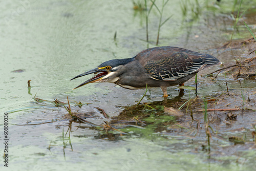 Green-backed Heron or Striated Heron (Butorides striata) catching a fish in Lake Panic, Kruger National Park, South Africa