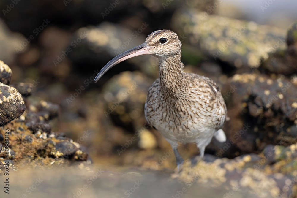 An Eurasian whimbrel (Numenius phaeopus) foraging in the morning light along the coast.