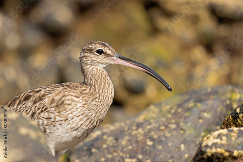 An Eurasian whimbrel (Numenius phaeopus) foraging in the morning light along the coast.