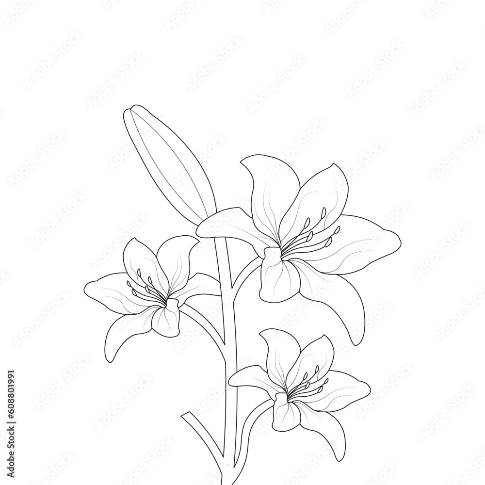 Hand Drawn Lily Flower line Art Vector