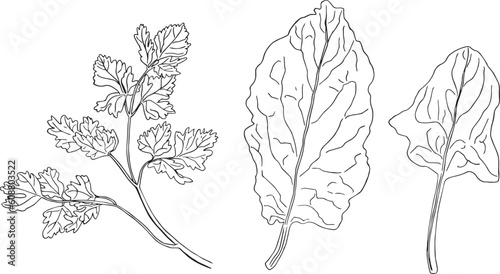Sprig of parsley and spinach leaves isolated on white background.  Aromatic herb. Hand drawn vector illustration. 