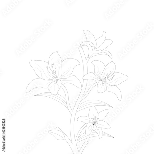 Lily Flower Coloring page Hand Drawn illustration With Line Art