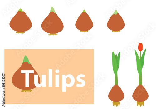vector design elements - tulip bulbs and plants