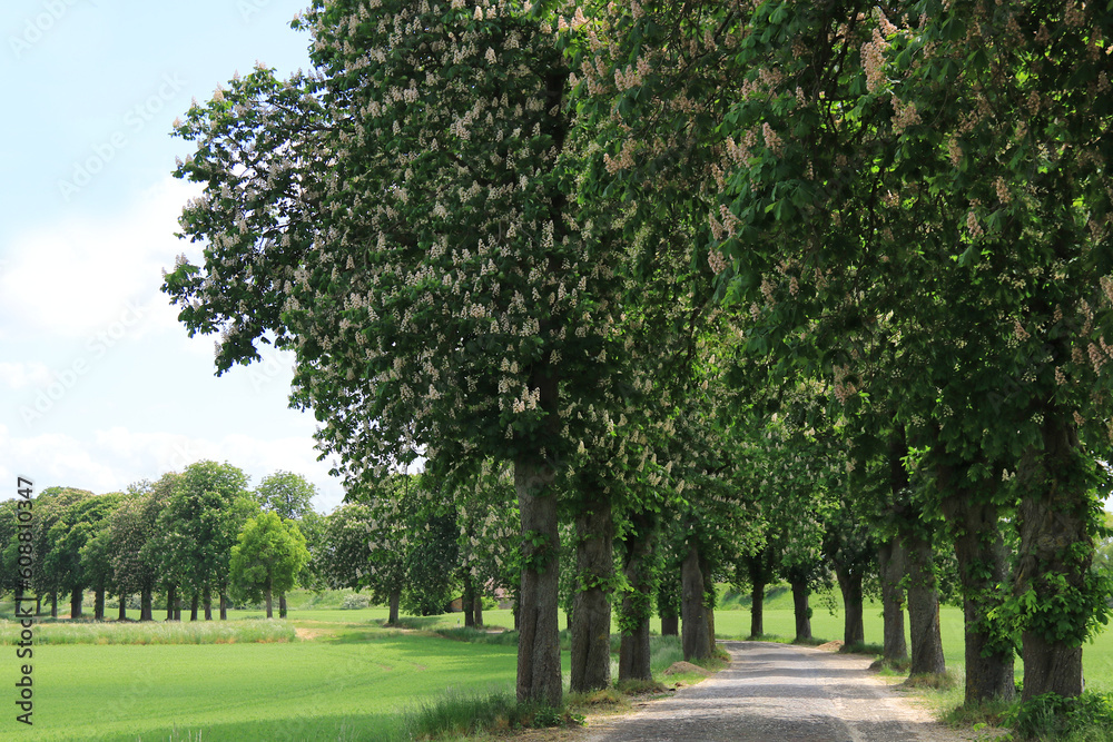 Kastanienallee - Straße mit Kopfsteinpflaster