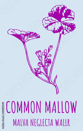 Vector drawings of COMMON MALLOW . Hand drawn illustration. Latin name MALVA NEGLECTA WALLR.
 photo