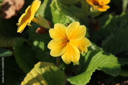 Primula x digenea A.Kern. 