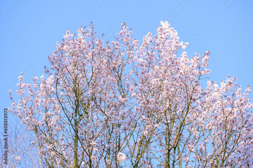 blooming tree in spring at Manchester