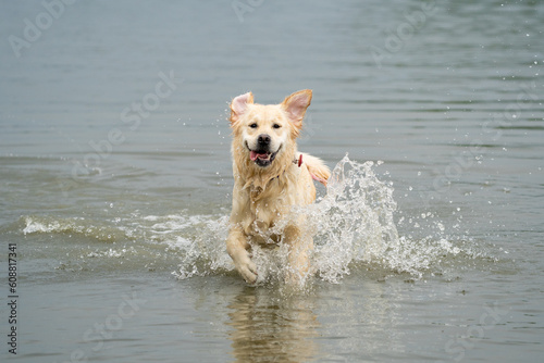 dog running in water