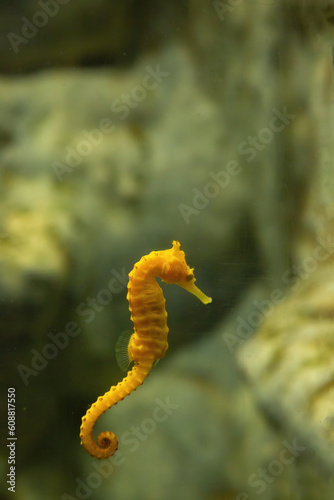 A yellow seahorse and a pink seahorse with red aquatic plant in water.