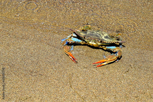 A large blue crab, Callinectes sapidus, with big claws sits on sand near sea. Crab fishing, gourmet seafood delicacy, delicious sea food