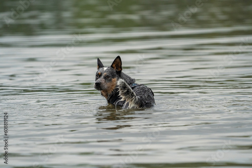 american cattle dog in the river swimming