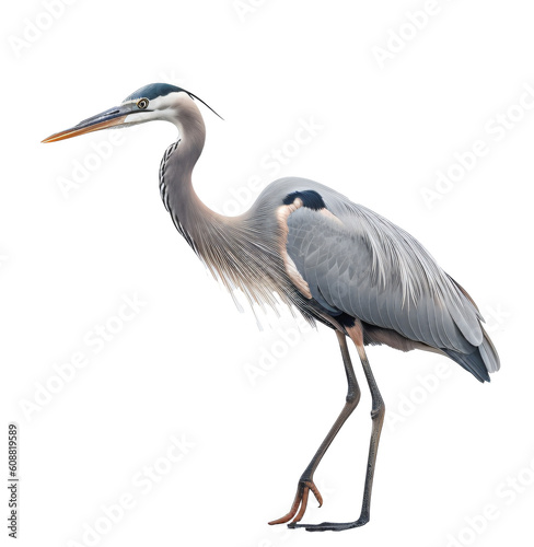 Crane, Heron, Bird isolated on the transparent background PNG. AI generative.