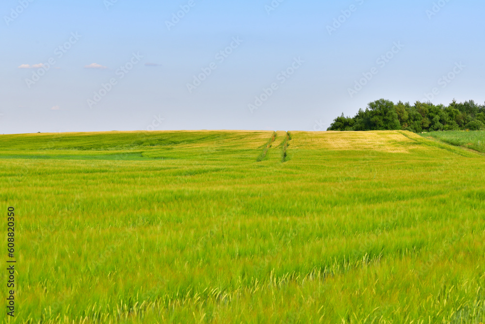 A Large field with the young barley
