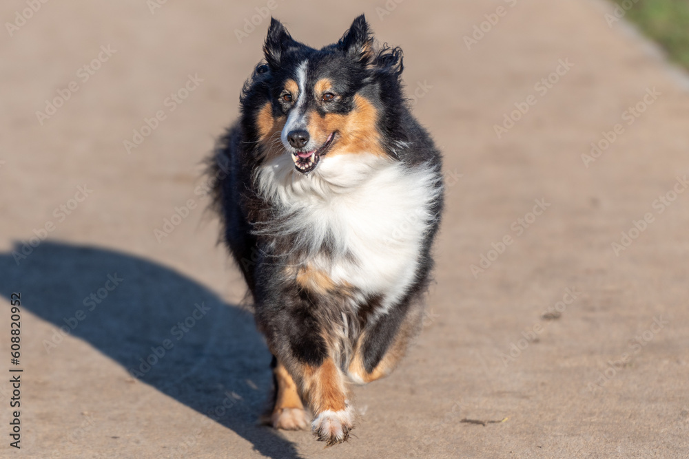 Shetland Sheepdog running on the beach