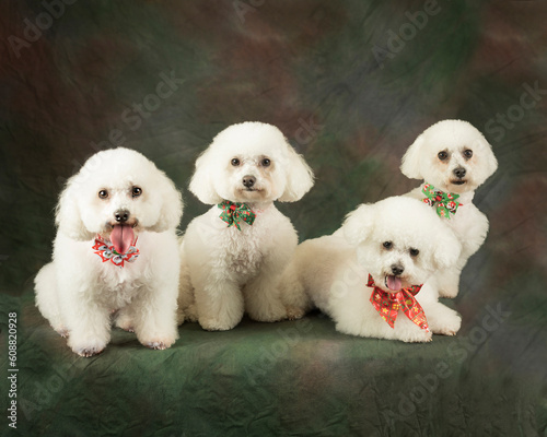 Bichon Frise pack