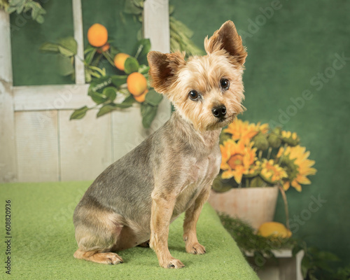 Yorkshire Terrier