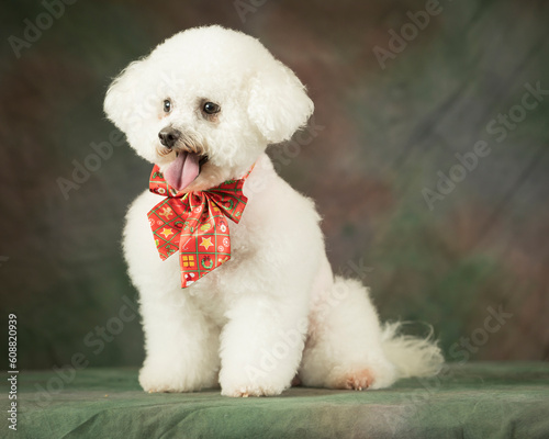 Bichon