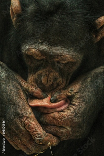 Wallpaper Mural chimpanzee squeezes a pimple on his face Torontodigital.ca