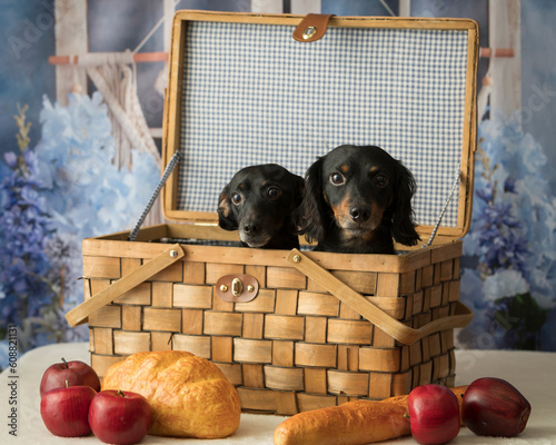 Dachshund pair in a basket