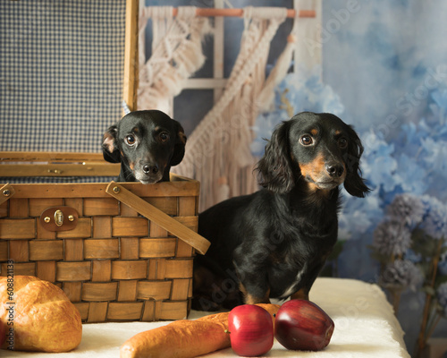 Dachshund pair in a basket