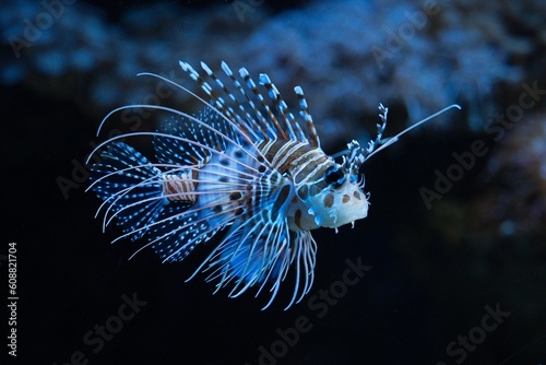 Cuadro en lienzo lionfish in aquarium