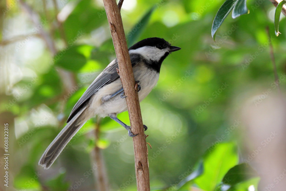 Fototapeta premium chickadee on a branch