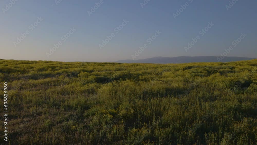 Cinematic aerial shot of wildflower super bloom in Carrizo Plain in Southern California in spring of 2023 Cinematic aerial shot of wildflower super bloom in Carrizo Plain in Southern California in spring of 2023