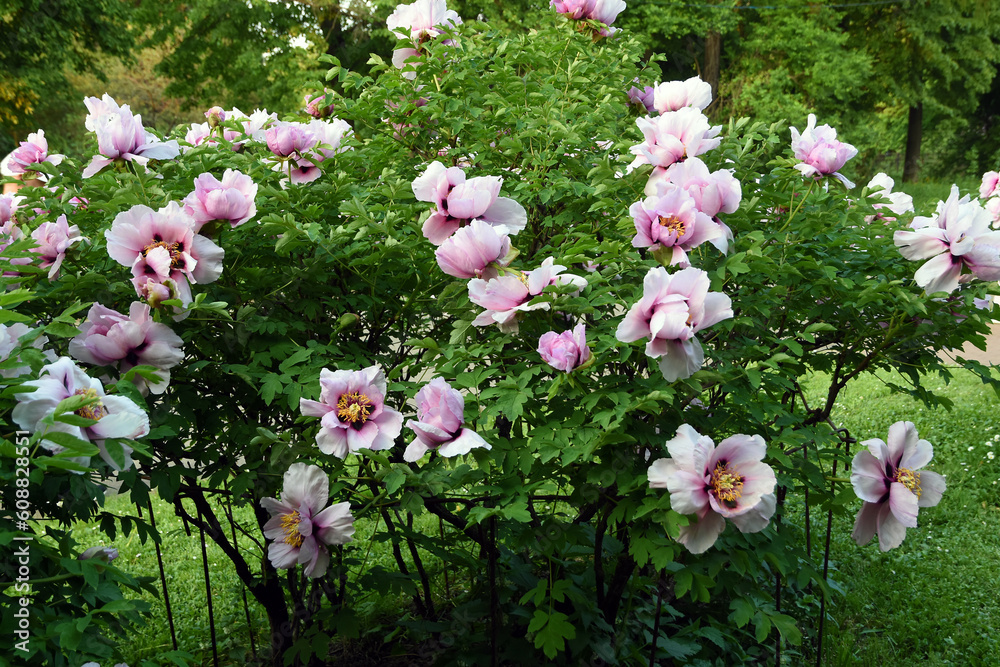 Pink and white peony flowers