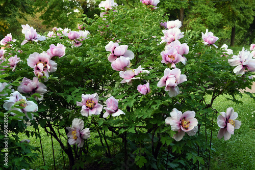 Obraz na płótnie Pink and white peony flowers w salonie