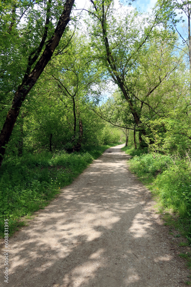 Mlocinski Park or Forest. The forest park located in Bielany district in Warsaw, Poland Mlocinski Park or Forest. The forest park located in Bielany district in Warsaw, Poland