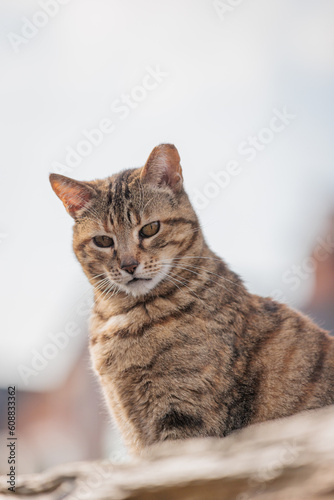 Cute stray cat on roof of a england house