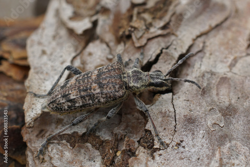 Closeup on a grey-colored longhorn beetle, the ribbed pine borer or Rhagium inquisitor sitting on wood