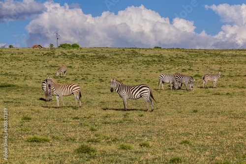 Burchell s zebras  Equus quagga burchellii  at Crescent Island Game Sanctuary on Naivasha lake  Kenya