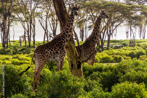 Bild auf Leinwand Masai giraffes (Giraffa tippelskirchi) at Crescent Island Game Sanctuary on Naiv