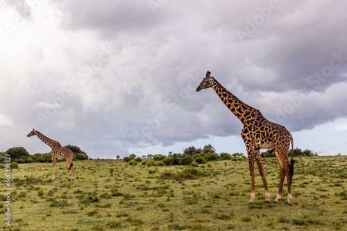 Masai giraffes (Giraffa tippelskirchi) at Crescent Island Game Sanctuary on Naivasha lake, Kenya photo