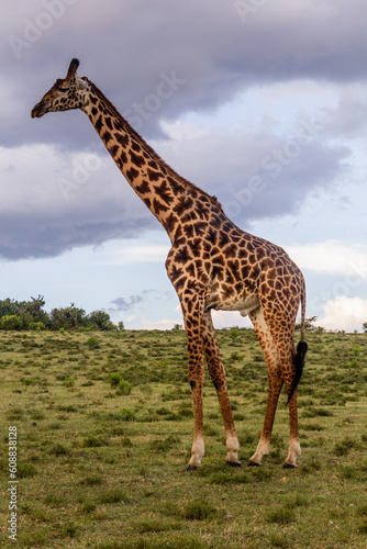 Masai giraffe  Giraffa tippelskirchi  at Crescent Island Game Sanctuary on Naivasha lake  Kenya