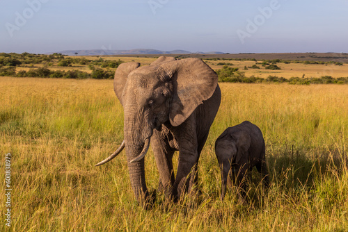 Elephants in Masai Mara National Reserve, Kenya © Matyas Rehak