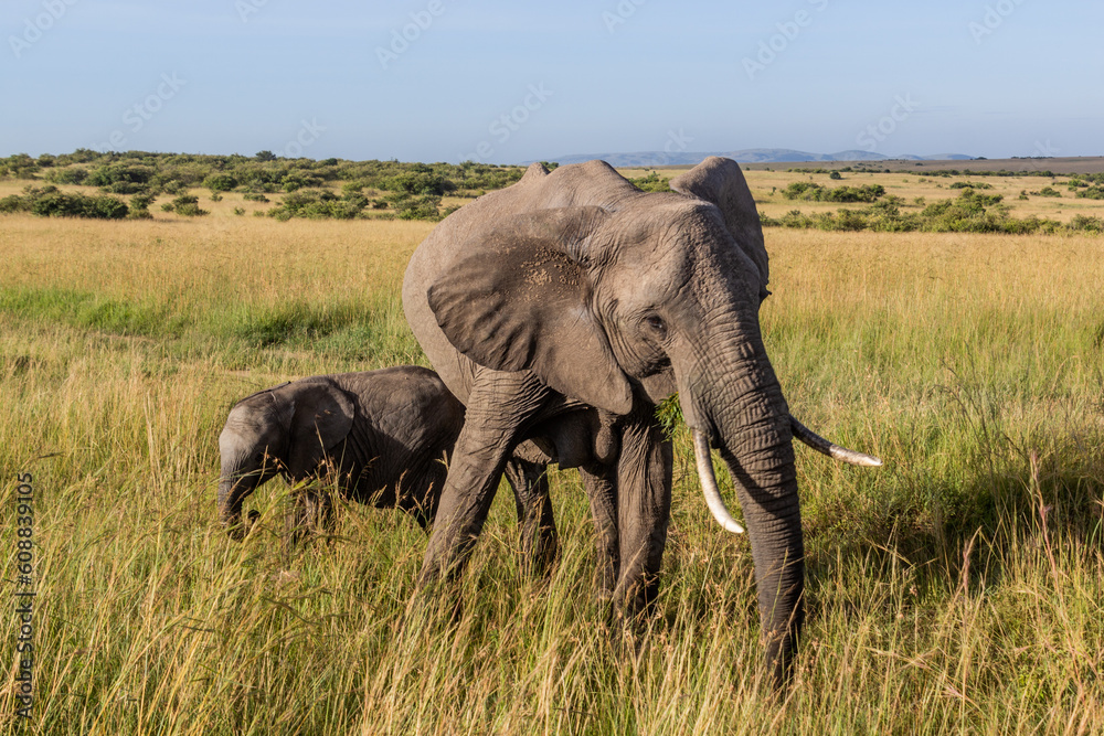 Elephants in Masai Mara National Reserve, Kenya