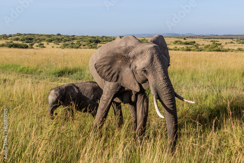 Elephants in Masai Mara National Reserve  Kenya