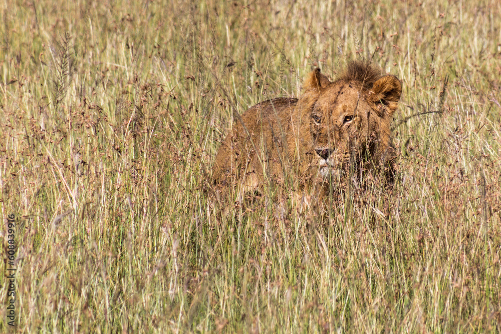 Lion in Masai Mara National Reserve, Kenya Lion in Masai Mara National Reserve, Kenya