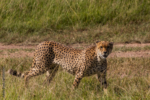 Cheetah in Masai Mara National Reserve, Kenya © Matyas Rehak