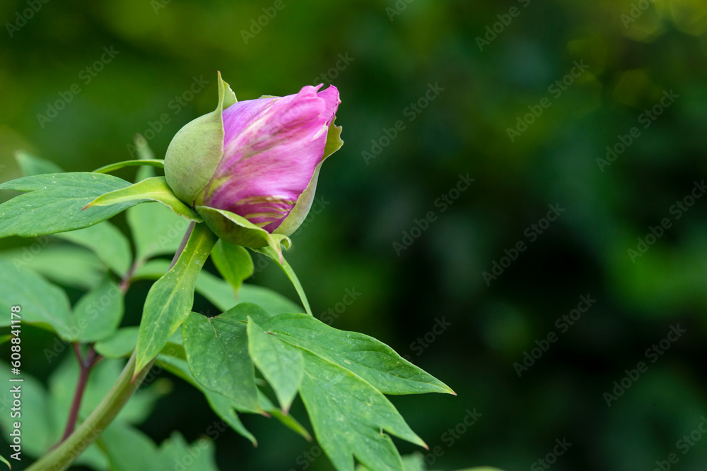Closeup of a Peony flower bud. Closeup of a Peony flower bud.