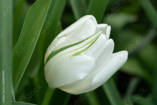 Fototapeta Naklejka Na Ścianę i Meble -  Single White Tulip blossom