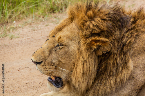 Lion in Masai Mara National Reserve, Kenya photo