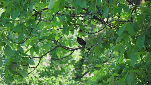 Blackbird on a branch with green leafs
