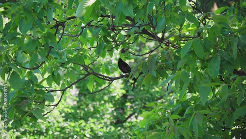 Blackbird on a branch with green leafs