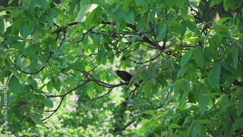 Blackbird on a branch with green leafs
