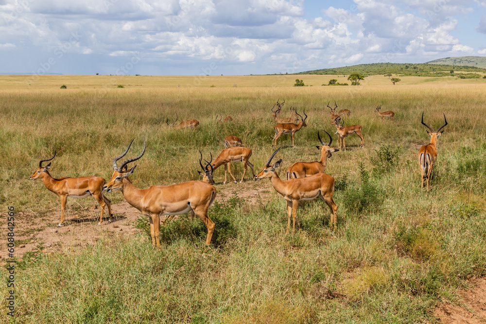 Fototapeta premium Impalas (Aepyceros melampus) in Masai Mara National Reserve, Kenya