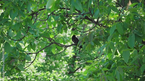 Blackbird on a branch with green leafs