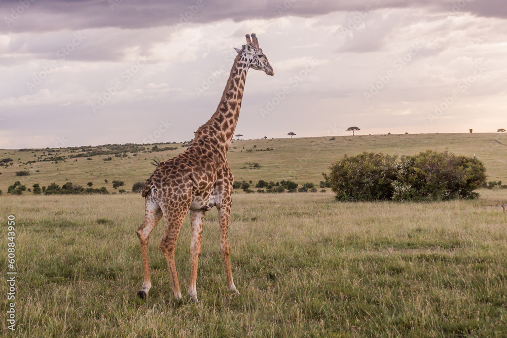Fototapeta premium Giraffe in Masai Mara National Reserve, Kenya